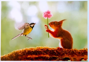 Postal Tarjeta de Felicitación Animales Naturaleza Flores Ardilla Pájaros Amigos Amor - Imagen 1 de 1