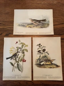 JOHN AUDUBON PRINTS Cut From The 1937 Audubon Book. Sparrow, Blackbird & More. - Picture 1 of 8