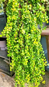 Rare Aurea Elephant Bush – Golden Jade Succulent – 4” Pot Live Bonsai Plant - Picture 1 of 4