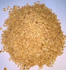 Paddy Seeds getrocknet Bio Natürliches Ceylon Weißer Reis Reines Paddy 2kg Samen Neu - Bild 1 von 7