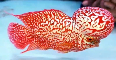 KingKamfa Flowerhorn Golden Base GB Super Vip High Quality Super Monster Kok - Image 1 of 4