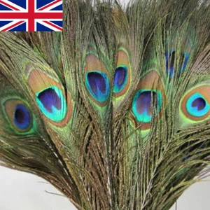 10x PEACOCK TAIL FEATHERS NATURAL 10-12" LONG FOR BOUQET MILLINERY CRAFT UK - Picture 1 of 12