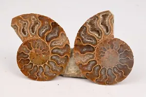 Ammonite Cleoniceras coupé en deux polie 60mm amonite fossile - Imagen 1 de 5