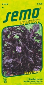 Echtes Basilikum Purple Ruffles Samen - Bild 1 von 2