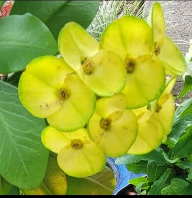  Euphorbia Milii -Crown of Thorns Thai Hybrid  unrooted cutting Corona No Raíces - Image 1 of 2