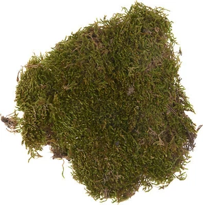 Musgo de placa, 50 g - Imagen 1 de 12