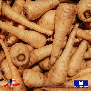Parsnip Fresh Seeds Harris Model Non-GMO Heirloom Vegetable - Picture 1 of 3