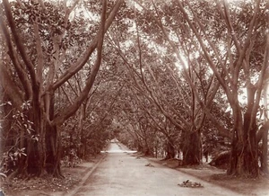 Algerien. Der Versuchsgarten in Algier. Foto Citrat 1890. Von Eugène Michel.21,5x28cm - Bild 1 von 2