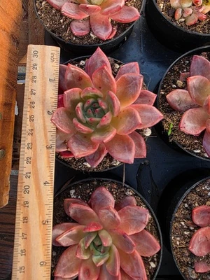 Imported  champagne succulent 1pc - Image 1 of 2