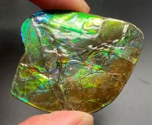 Ammolita fósil de 5,5 cm con varios colores - amonita, Alberta, Canadá. - Imagen 1 de 7