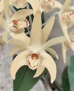 Dendrobium speciosum profumo top selezione orchidea orchidee - Foto 1 di 5