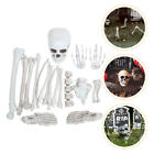Squelette Simulé Plastique Accessoires De Scène Effrayants Os Crâne Du Humain