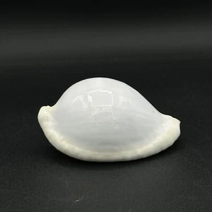 Pretty White Seashell 3 Inches Burnt Orange Inside - Picture 1 of 8