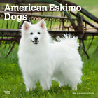 Browntrout American Eskimo Dogs 2024 12 x 12 Wall Calendar w