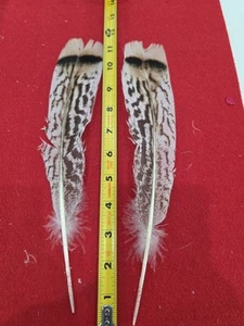 Par de plumas híbridas cola de pavo cebra Z115 - Imagen 1 de 1