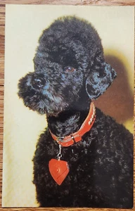 Schwarzpudel Postkarte PC 50er Jahre ungelaufen Alfred Mainzer - BRD - Bild 1 von 1