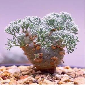 Planta Suculenta Monsonia peniculina Hogar Jardín Planta 1.3-1.4cm - Imagen 1 de 13