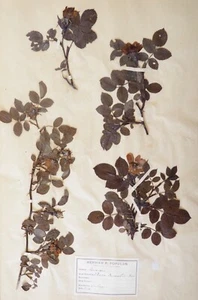 Botany - Plank Herbarium Xixth - Plants Dried - Rosaceae 22 - Picture 1 of 2