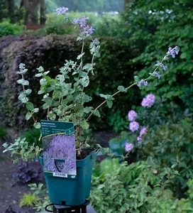 Blaue Katzenminze - Nepeta x faassenii Staude  im 1-Liter Topf - Bild 1 von 4