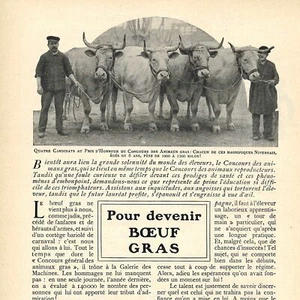 Pour devenir Boeuf gras - - Article de presse 1907 - Picture 1 of 4
