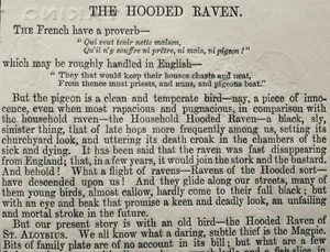 c1851 THE PIGEON & THE HOODED RAVEN Original Antique Print - Picture 1 of 3