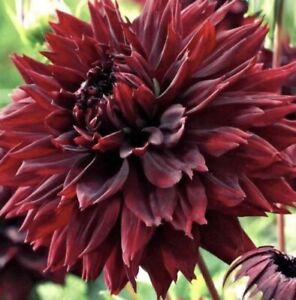 Dahlia Bulbs Rare And Exotic Varieties: Mixed Colours - 1 Bulb For $14.40