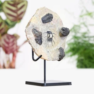 Gehörnte & Reedops Trilobit Sammlung maßgeschneiderter Ständer Dinosaurier fossil Wohnkultur - Bild 1 von 5