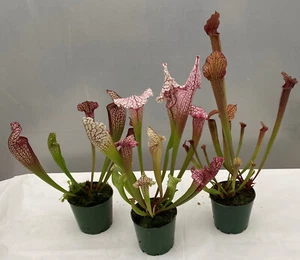 10 x SARRACENIA assorted live plants 70mm pot size BULK PACK Triffid Park - Picture 1 of 7