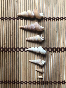 Lote Tubo Gusano Cuerno PUNTOS RIZADOS Florida Mar Shells Tubular Gusano Seashell Puntiagudo - Imagen 1 de 6