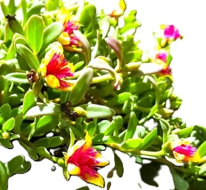 Purslane "Morning Star" 2025 Edible Herb Fully Rooted Mature Blooming Plants . - Picture 1 of 3