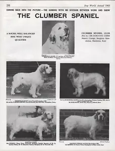 CLUMBER SPANIEL CLUB DOG BREED KENNEL ADVERT PRINT PAGE DOG WORLD 1965 - Foto 1 di 1