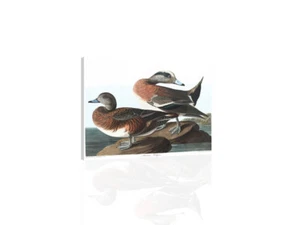 American Widgeon - Audubon - CANVAS OR PRINT WALL ART - Picture 1 of 2