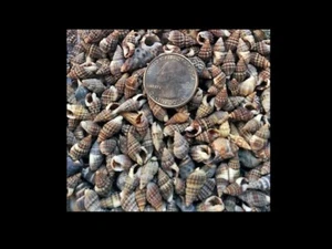 2 oz small micro sea shells for crafts arts wicca sea alters jewelry beach sbs15 - Picture 1 of 1