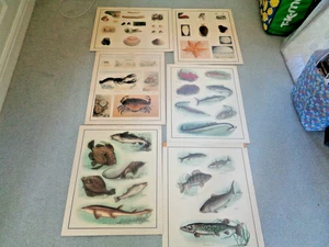 6 SCHOOL POSTERS MOLLUSCS & FISH FROM 1950S/60S SIZE 23" X 17" AS PHOTOS - Picture 1 of 5