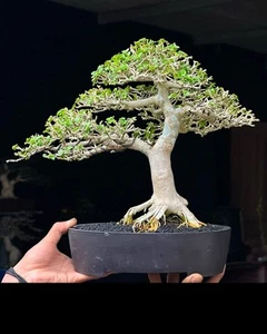 Echte Pflanze Bonsai Premna microphylla - Bonsai Wettkampfbaum bester Charakter - Bild 1 von 1