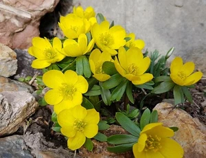 20x Winter Aconite ERANTHIS HYEMALIS Spring Flowering Garden Bulbs Dwarf Plants - Picture 1 of 9