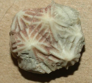Cute Echinoencrinites reticulatus, Middle Ordovician Rhombifera Eichinoderm - Picture 1 of 10