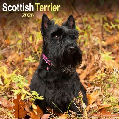 MARBLE CITY PRESS Scottish Terrier Calendar 2026 | 12x24" 16 Months | Dog Breed Gift Wall