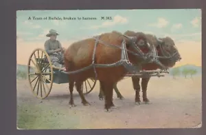 Cheyenne WYOMING 1911 SQUADRA DI BUFFALO carro tirante WILD WEST Chinook Montana - Foto 1 di 2