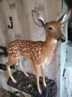 Whitetail Deer Spotted  Fawn Lifesize Real Taxidermy Beautiful