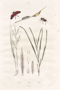 Zostere Grass Seegräser Bug Beetle Engraving Steel Guerin-Meneville 1839 - Picture 1 of 1