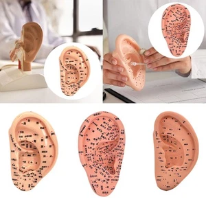 Ear Acupuncture Model Teaching Aid School Accessories - Bild 1 von 16
