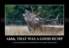 "Arrr That Was A Good Dump". The Amazing World of Animals. Wildlife Poster. 