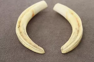 PAR DE COLMILLOS DE JABALÍ COMUNES REALES Phacochoerus africanus (diente, talla, pipa) - Imagen 1 de 13