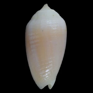 MITRA (Imbricariopsis) PUNCTATA (Mactan Isl., Philippines) 11.1mm #32321 - Picture 1 of 3