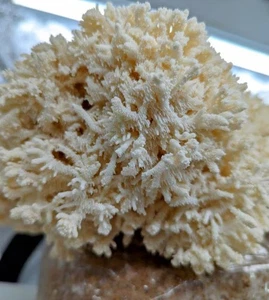 Coral Tooth Mushroom Liquid Culture 💉🍄 Estiger barba espinosa hongo cultivo líquido - Imagen 1 de 2