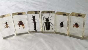 National Geographic echte Käfer in Harz x 6 Insekten #31 - Bild 1 von 10