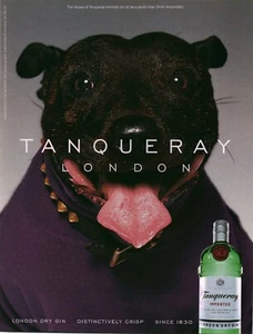 1999 VINTAGE PRINT AD - TANQUERAY LONDON DRY GIN - DOG IN PURPLE SWEATER - Bild 1 von 1