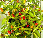 Razzamatazz Chilli Hot Pepper Seeds   RARE
