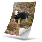 1 x Vinyl Sticker A4 - Herwick Sheep Lamb Sheep #45324